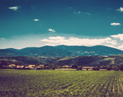 云呼死你网页版